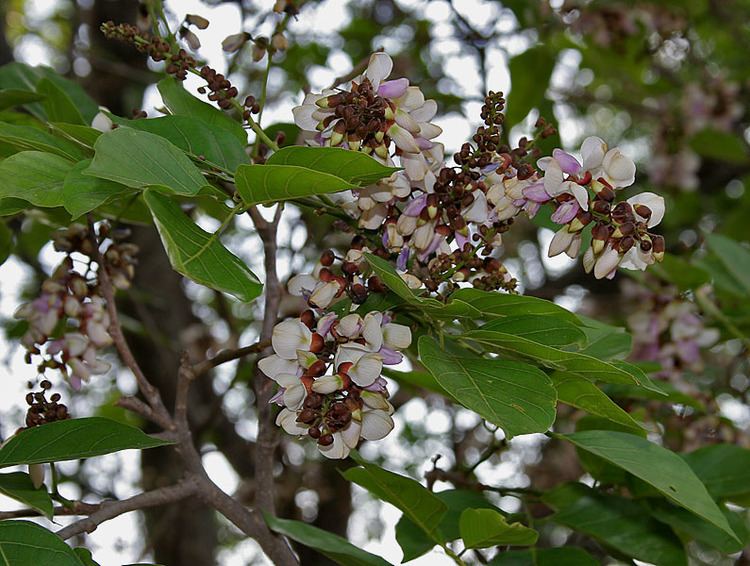 Pongamia Pongamia pinnata Wikipedia