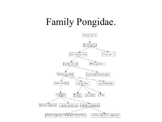 Pongidae Gorillas in our midst