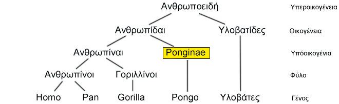 Ponginae Ponginae