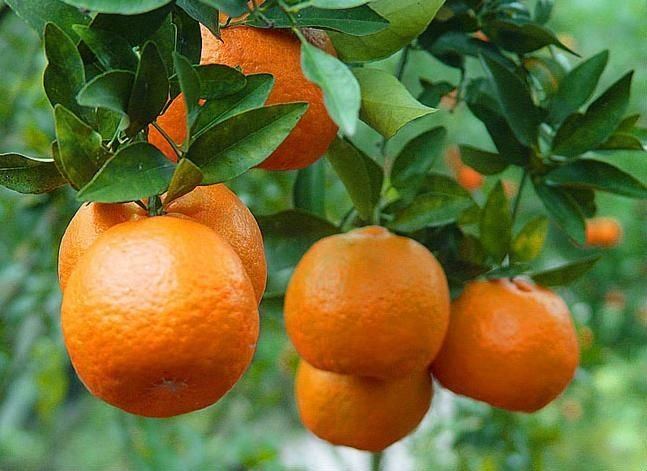 Ponkan Ponkan Mandarin Dwarf Brite Leaf Citrus Nursery
