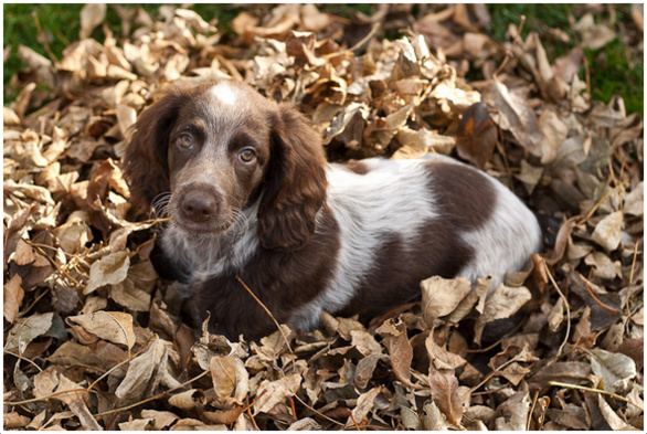 is the pont audemer spaniel legal in france