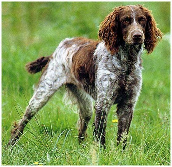 is the pont audemer spaniel legal in france