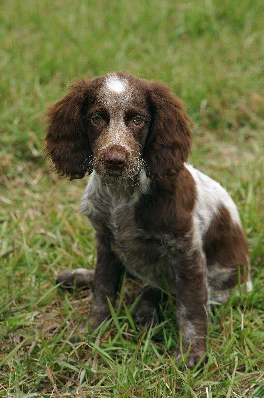 is the pont audemer spaniel legal in france