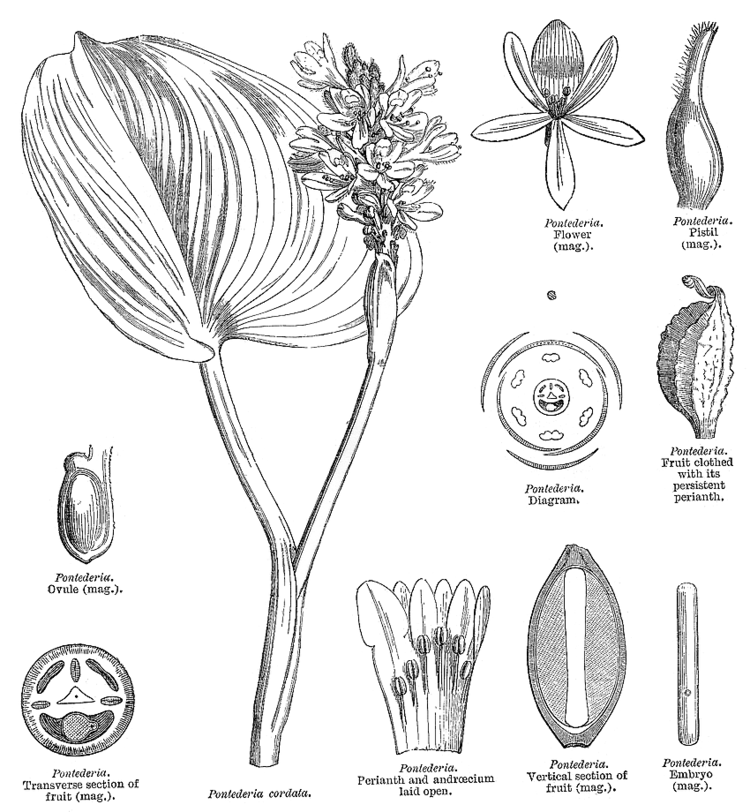 Pontederiaceae Angiosperm families Pontederiaceae Kunth