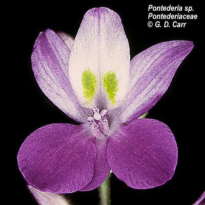 Pontederiaceae Flowering Plant Families UH Botany