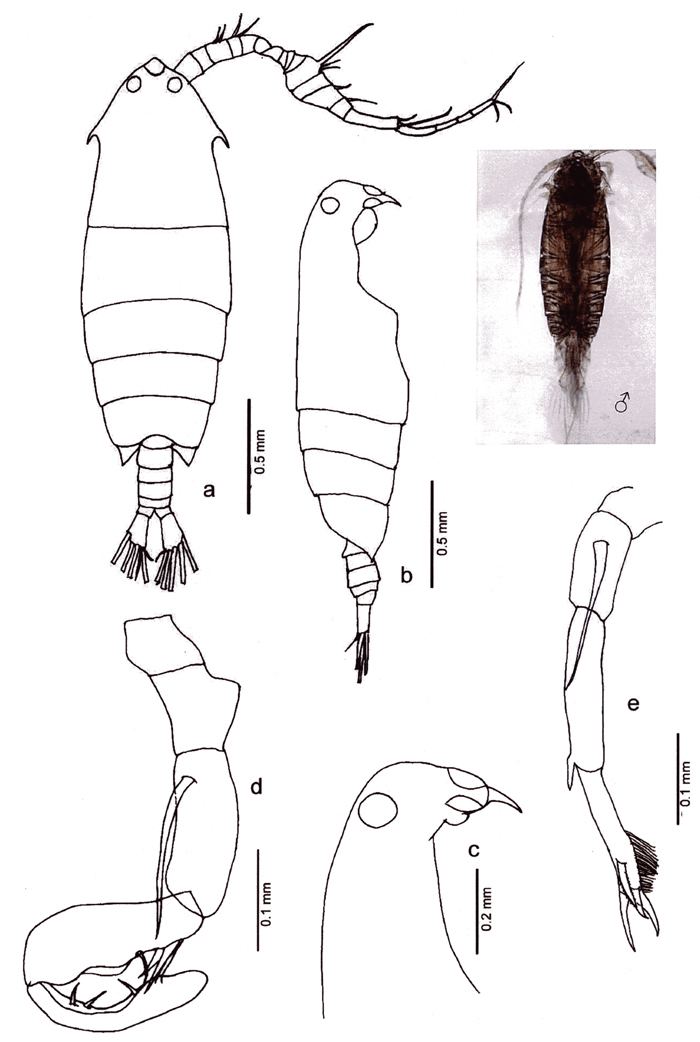 Pontella Species Pontella sp1 Plate 1 of morphological figures Marine