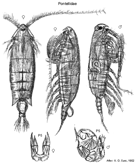 Pontellidae - Alchetron, The Free Social Encyclopedia