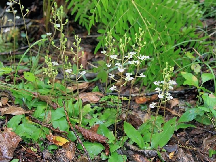 Ponthieva Ponthieva racemosa Hairy Shadow Witch Go Orchids