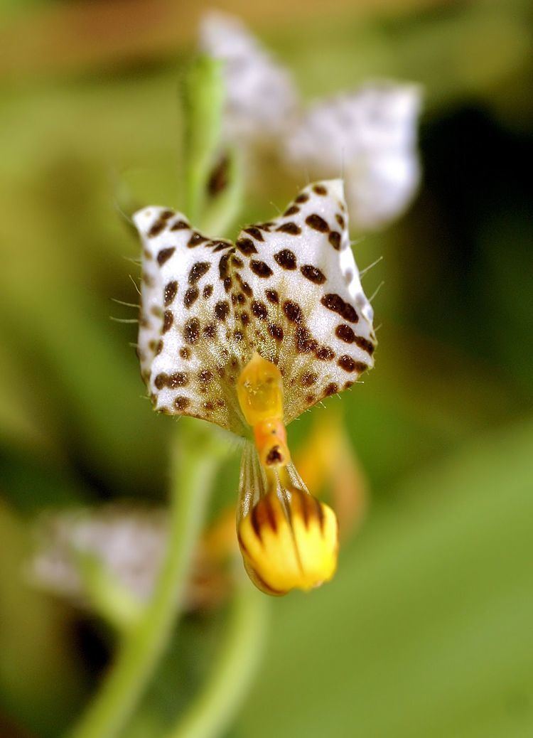 Ponthieva Ponthieva maculata Wikiwand