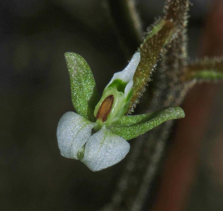 Ponthieva Ponthieva brittoniae Mrs Britton39s Shadow Witch Go Orchids