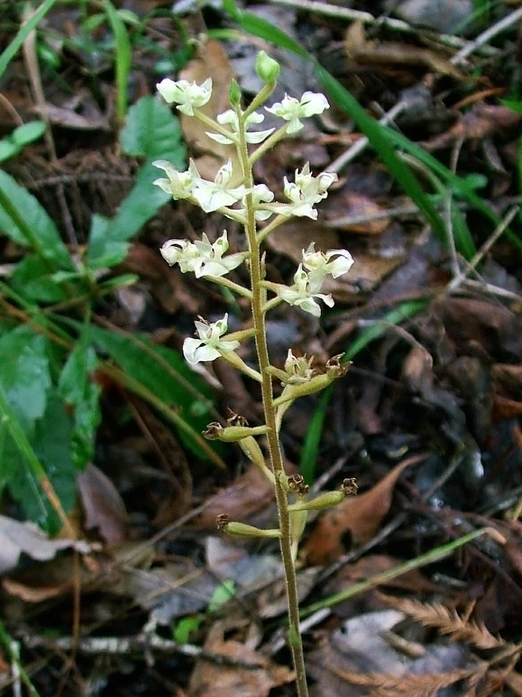 Ponthieva racemosa Genus Ponthieva Shadow Witch Go Orchids