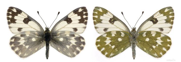Pontia edusa Lepidoptera around Romania and not only Pontia edusa Fabricius 1777
