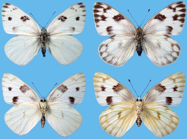 Pontia protodice Checkered White Raising ButterfliesHow to find and care for