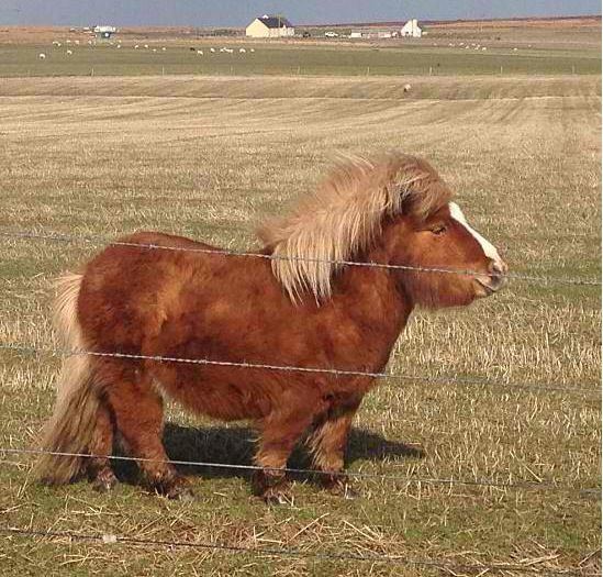 Pony 1000 ideas about Ponies on Pinterest Baby horses Horses and Tiny
