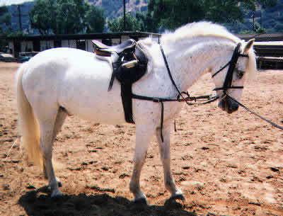 Pony of the Americas Pony of the Americas Equestrian Information and Horse Care for The
