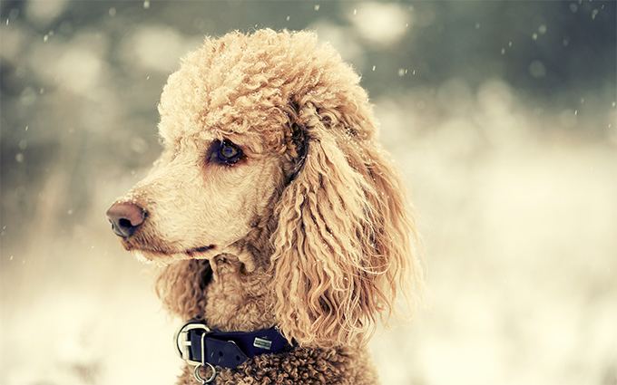 Poodle Poodle Dog Breed Information Pictures Characteristics amp Facts
