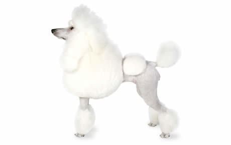 Poodle Poodle Dog Breed Information Pictures Characteristics amp Facts