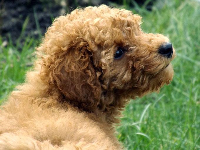 Poodle Poodle Dog Breed Information Pictures Characteristics amp Facts