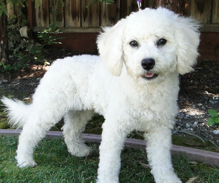 Poodle NorCal Poodle Rescue