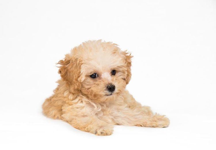 Poodle Poodle Puppies For Sale AKC PuppyFinder