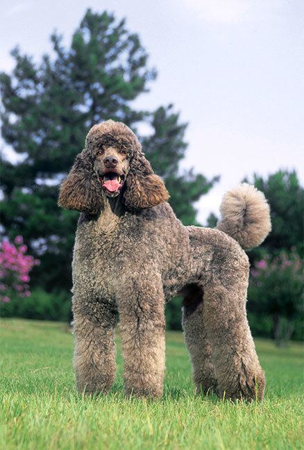 Poodle cdn1wwwdogtimecomassetsuploadsgallerypoodle