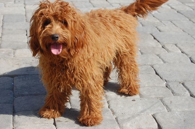 Poodle crossbreed Top 20 Most Cutest Poodle Mix Breeds That You Need to Know