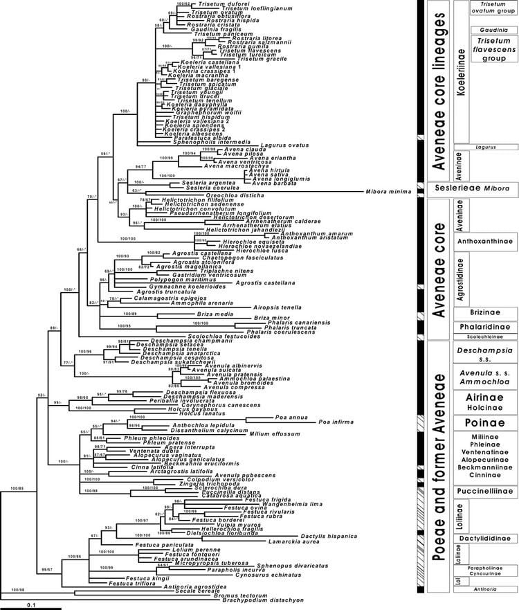 Pooideae Phylogeny of the tribe Aveneae Pooideae Poaceae inferred from