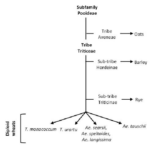 Pooideae Origin and relationship of major cereals Subfamily Pooideae
