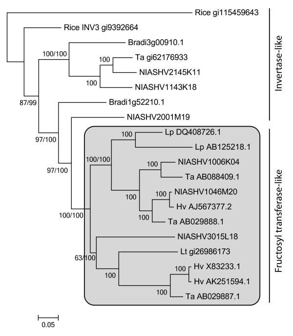 Pooideae Phylogeny analysing Brachypodium distachyon FST and invertase genes