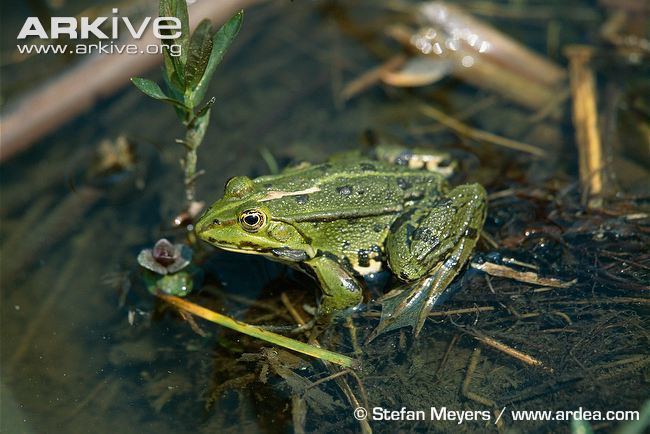 Pool frog Pool frog photo Rana lessonae A4154 ARKive