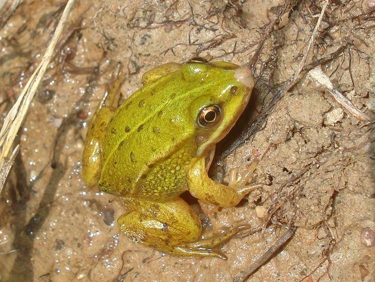 Pool frog Pool Frog Pelophylax Lessonae Animals AZ Animals