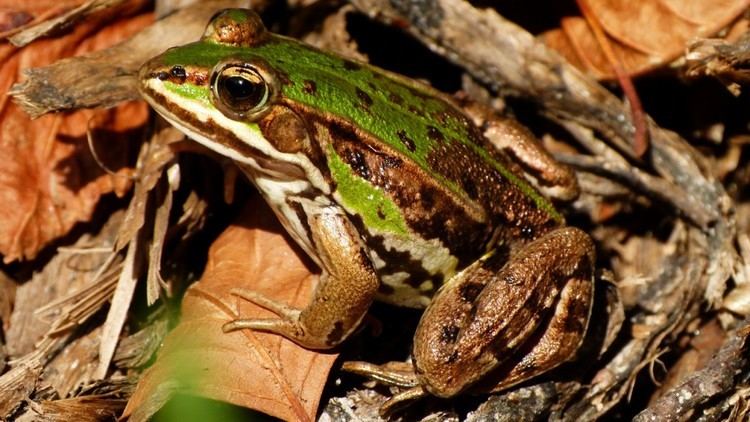 Pool frog Froglife