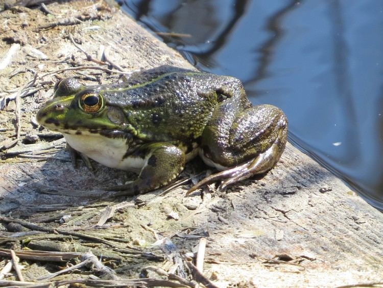 Pool frog Is this a Pool Frog Identify this Wildlife The RSPB Community