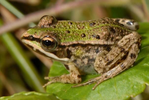 Pool frog Pool Frog