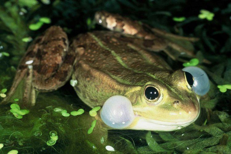 Pool frog Pool Frog