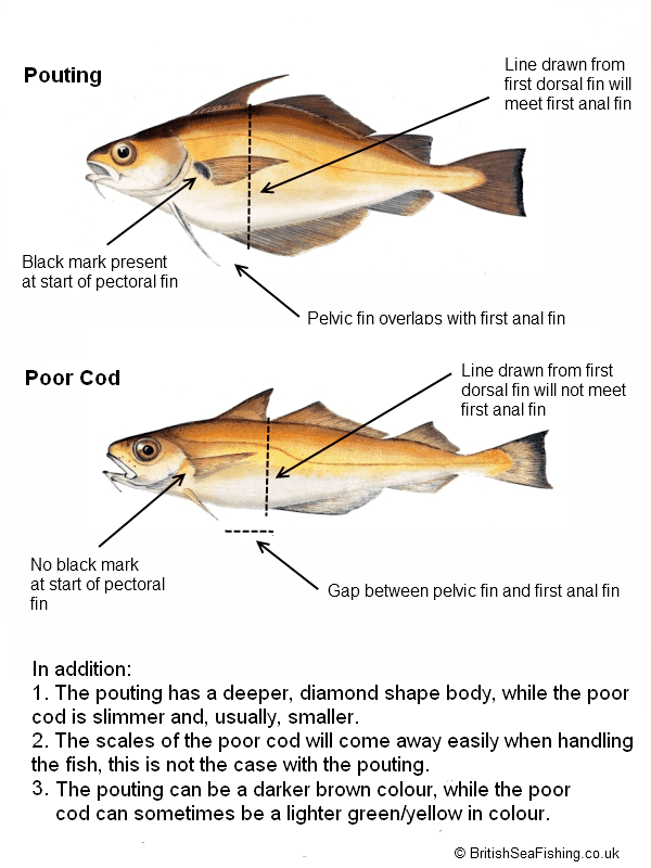Poor cod Identifying Poor Cod and Pouting Britishseafishingcouk
