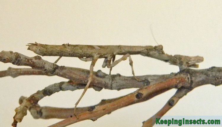 Popa spurca Popa spurca mantis pictures Keeping Insects