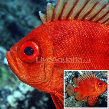 Popeye catalufa Catalufa Soldierfish