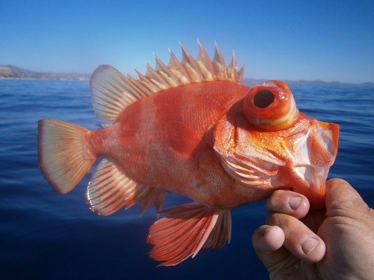 Popeye catalufa Popeye Catalufa Mexico Fish Marine Life Birds and Terrestrial Life