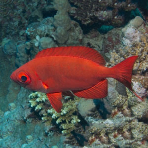 Popeye catalufa Popeye Catalufa Soldierfish Squirrelfish Connecticut MaxReef