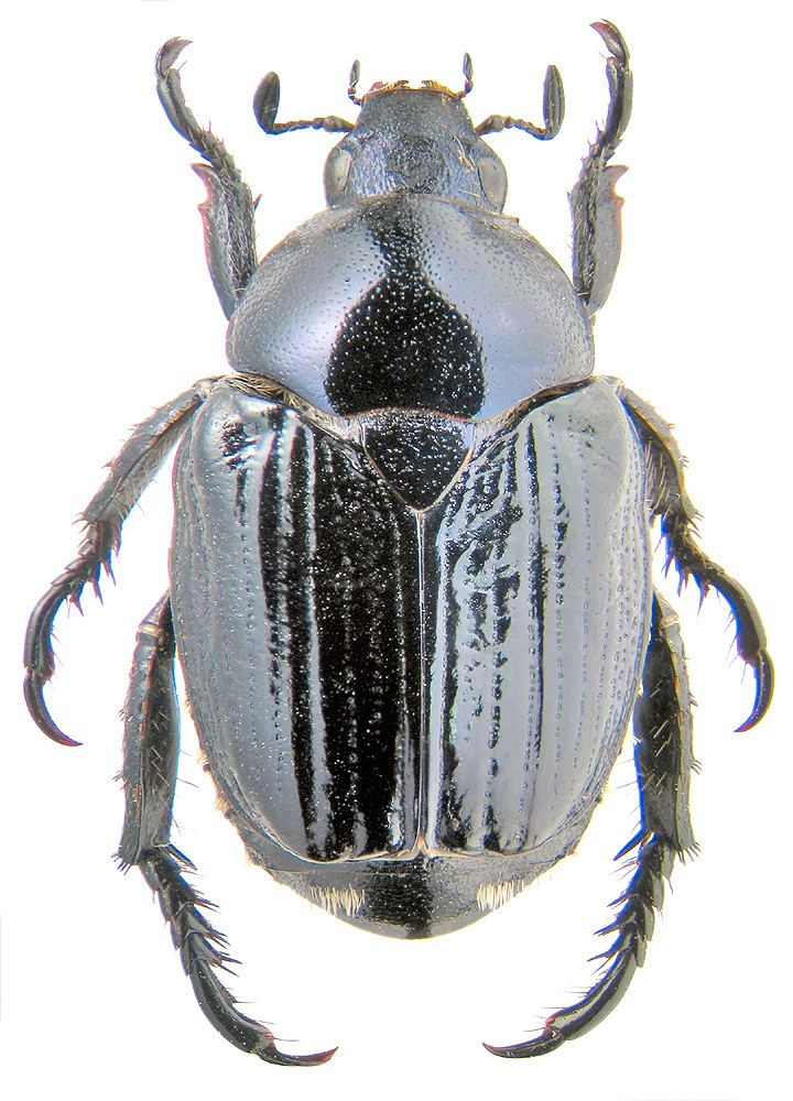Popillia Popillia flavosellata Fairmaire 1886 Scarabaeidae