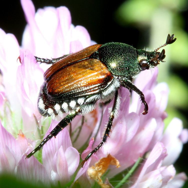 Popillia Japanese beetle Wikipedia