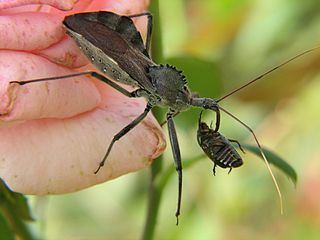 Popillia FileA Wheel bug Arilus cristatus eating a Japanese beetle
