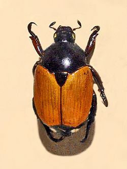Popillia bipunctata httpsuploadwikimediaorgwikipediacommonsthu