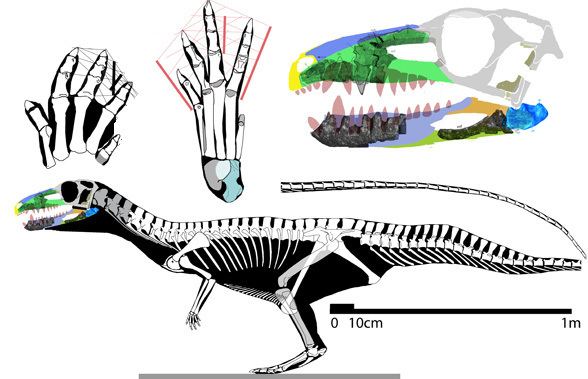 Poposaurus poposaurus588jpg