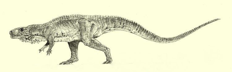 Poposaurus Poposaurus gracilis amp langstoni