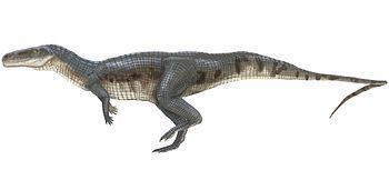 Poposaurus httpsuploadwikimediaorgwikipediacommonsthu