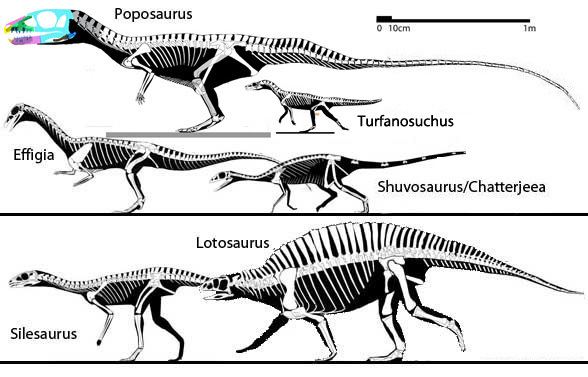 Poposaurus Poposaurus