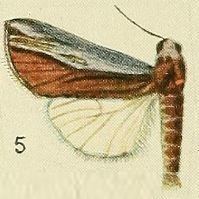 Poppaea (moth)