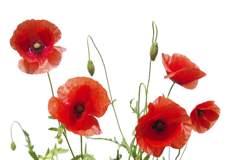 Poppy - Alchetron, The Free Social Encyclopedia